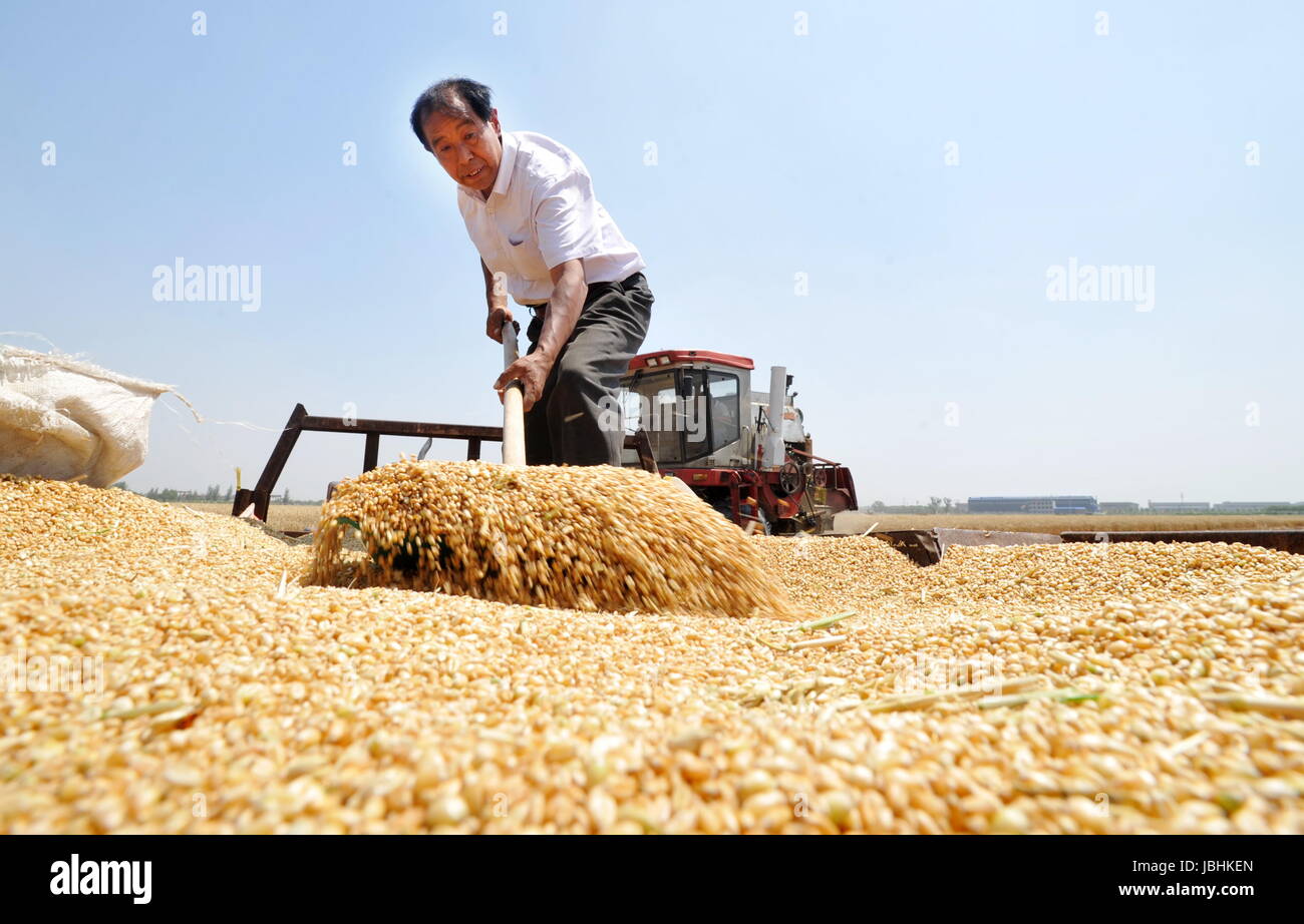 Комбайн "фермер". Фотосессия в пшеничном поле. Хранение и переработка зерна. Элеватор в поле. Сельское хозяйство агроном.