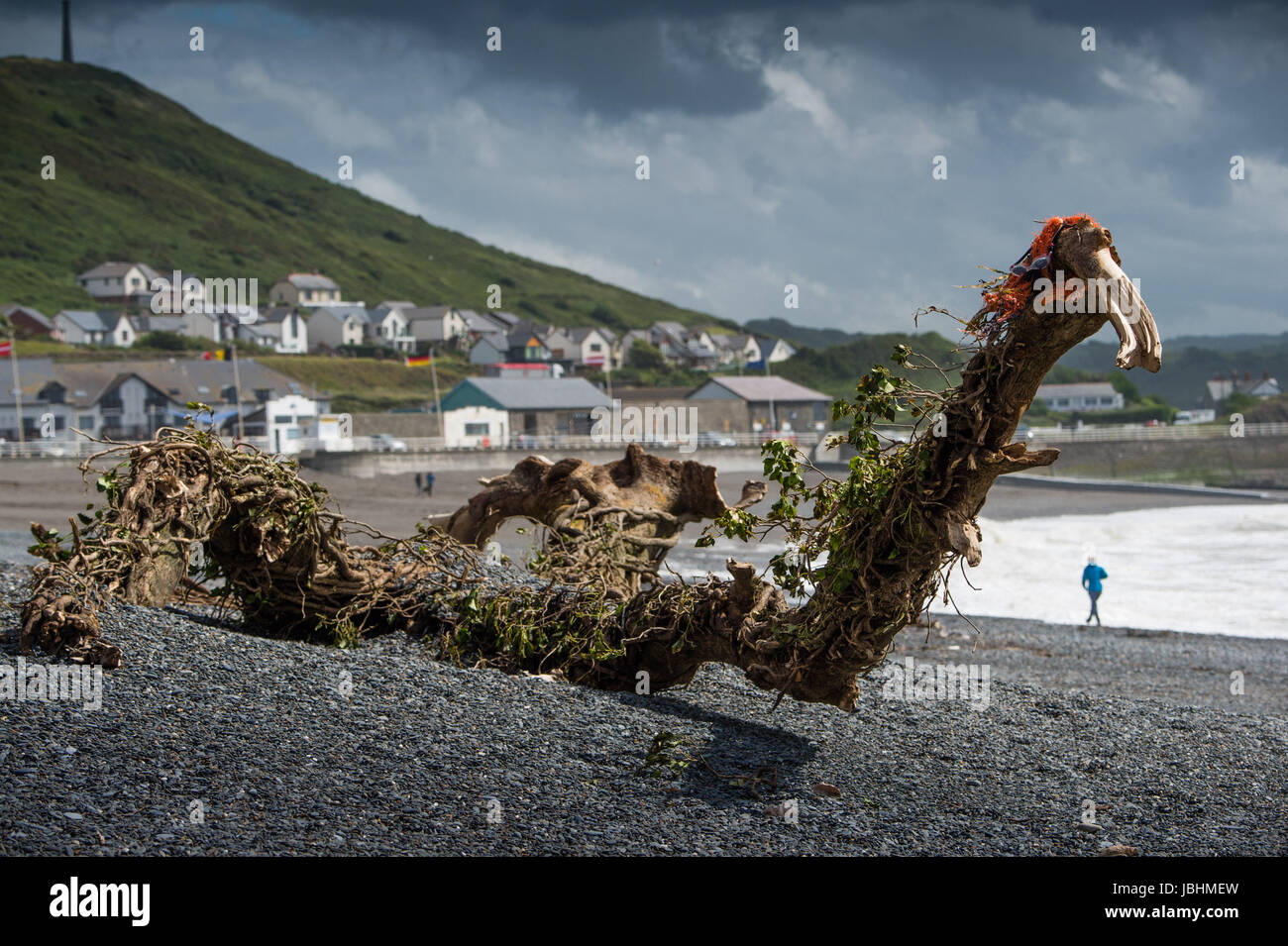 Aberystwyth Wales UK, Sunday 11 June 2017  UK Weather: An ivy covered tree, washed up on the beach and looking like a sea-serpent, on a blustery summer sunday afternoon in Aberystwyth  on the Cardigan Bay coast of west  Wales  Photo credit: Keith Morris / ALAMY Live News Stock Photo
