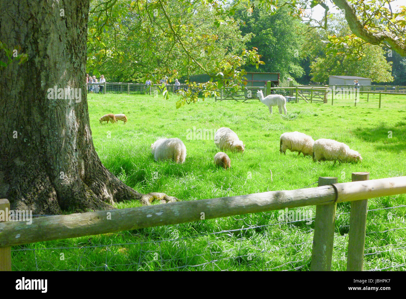 Kingston maurward agricultural college hi-res stock photography and ...