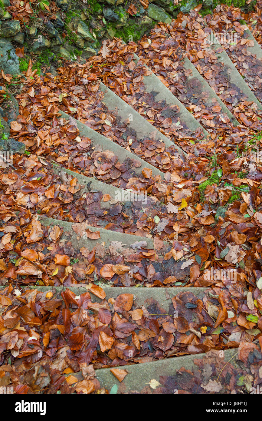 Nasses Herbstlaub auf einer Treppe im Park Stock Photo