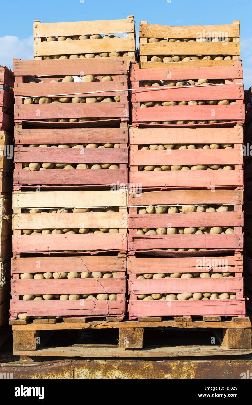 Saatkartoffeln in Kisten Stock Photo