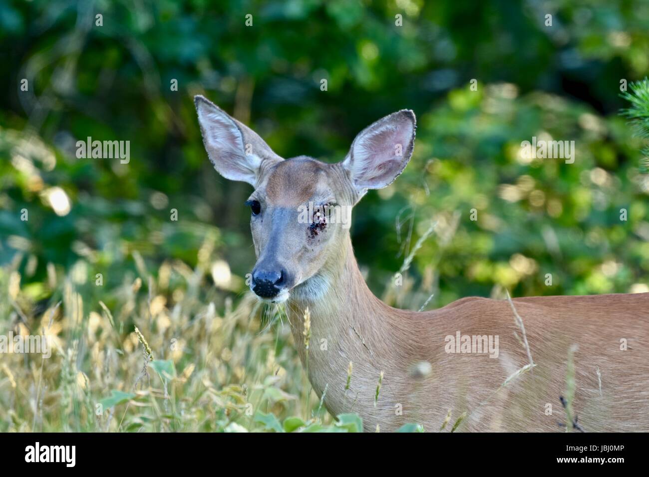 White-tailed deer (Odocoileus virginianus) Stock Photo
