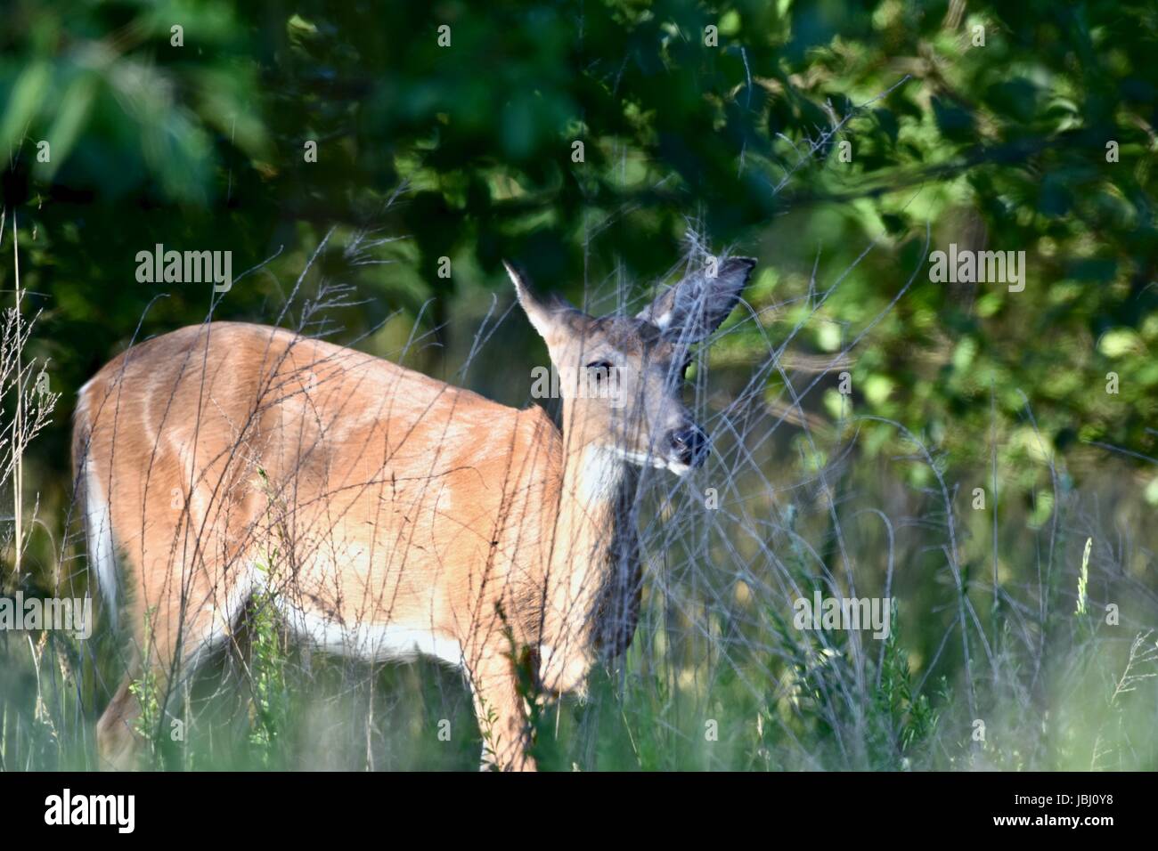 White-tailed deer (Odocoileus virginianus) Stock Photo
