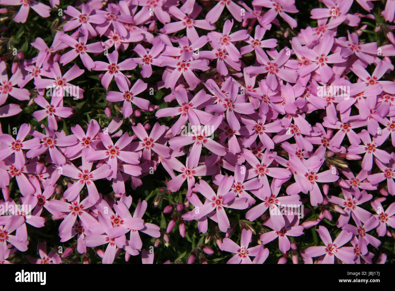 background floral Stock Photo