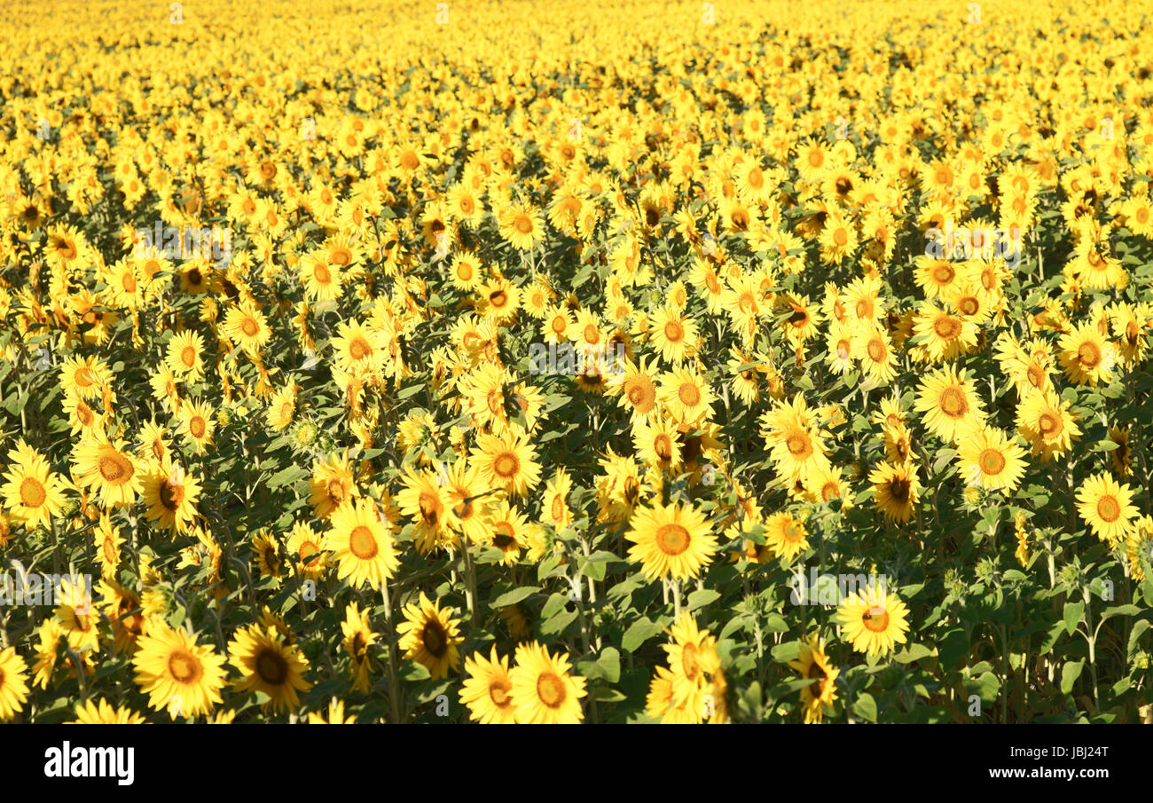 beautiful sunflower field Stock Photo - Alamy