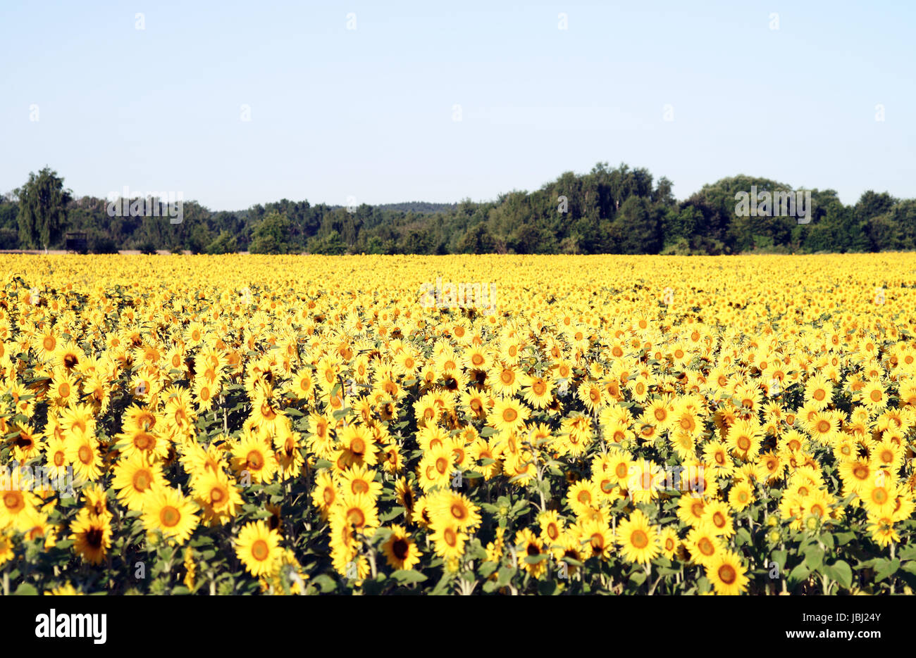 beautiful sunflower field Stock Photo - Alamy