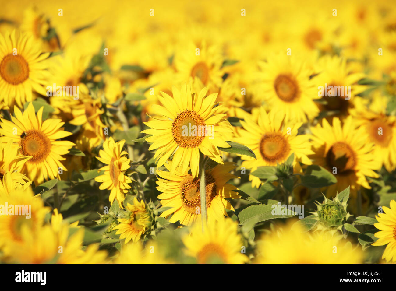 beautiful sunflower field Stock Photo - Alamy