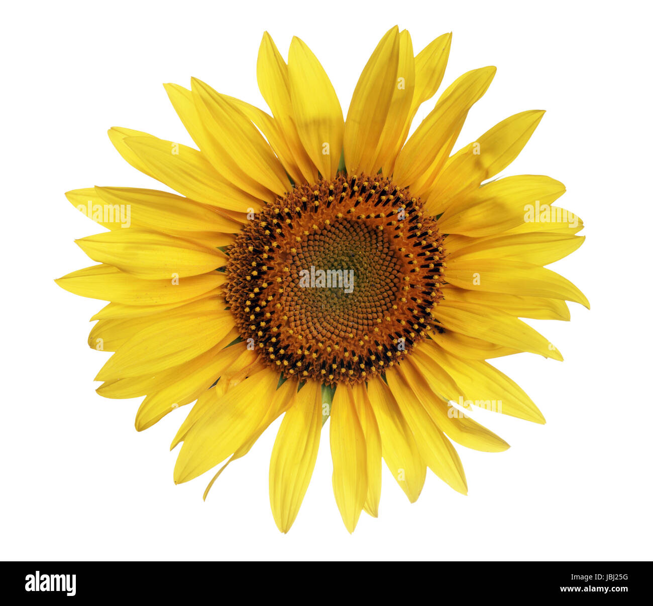 sunflower isolated over a white background Stock Photo - Alamy