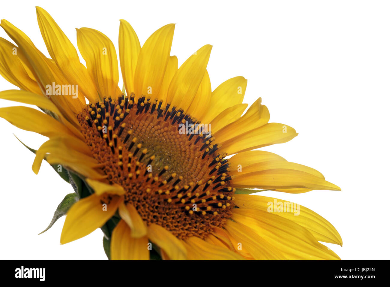 sunflower isolated over a white background Stock Photo - Alamy