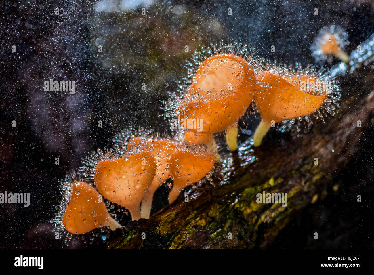 Hairy mushroom with sprayed water in national park of Thailand Stock Photo