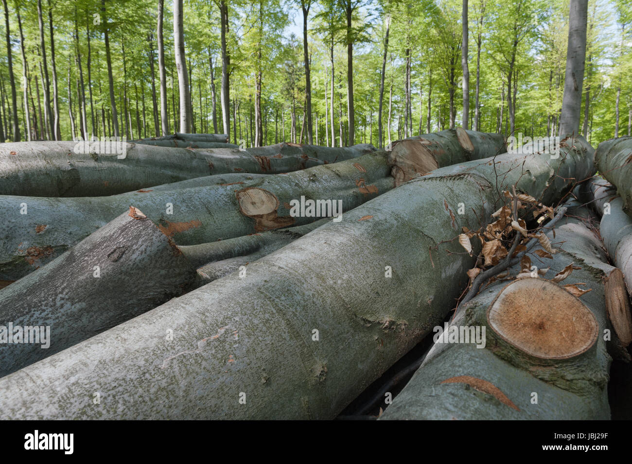 Tree trunks in a green forest Stock Photo Alamy