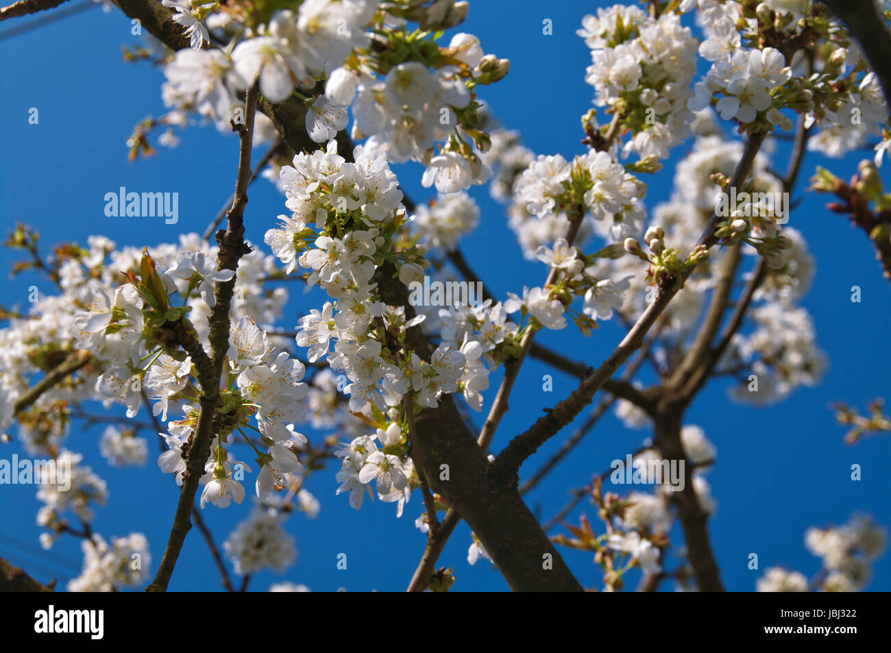 Alles was im Frühling blüht Stock Photo Alamy