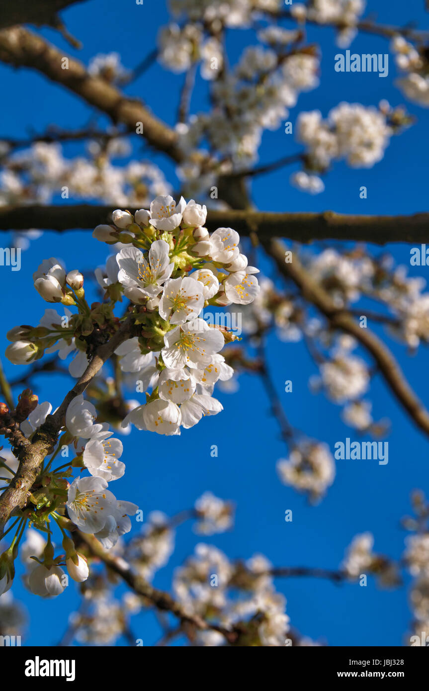 Birnbaum garten hires stock photography and images Alamy