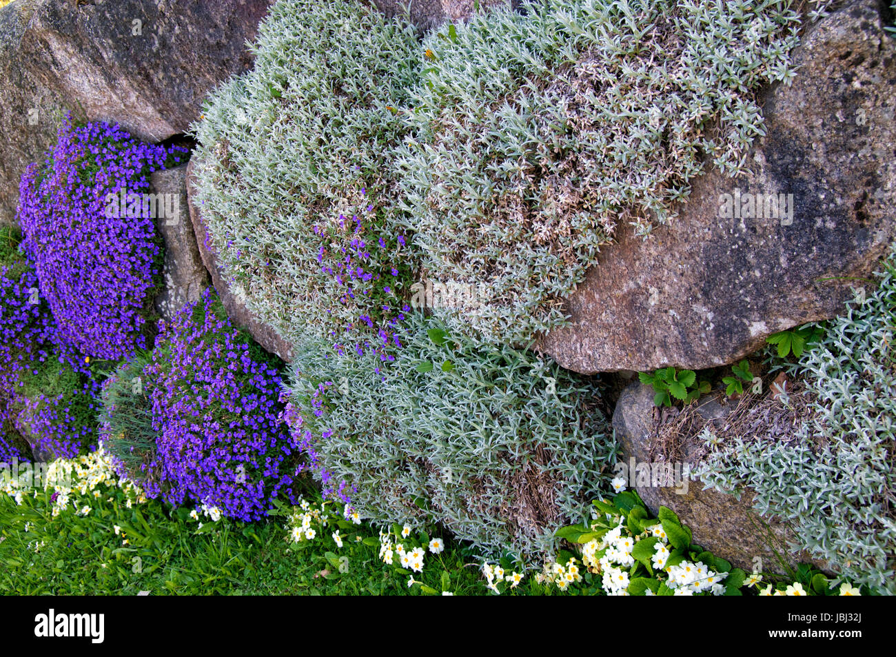 Baum im steingarten hires stock photography and images Alamy