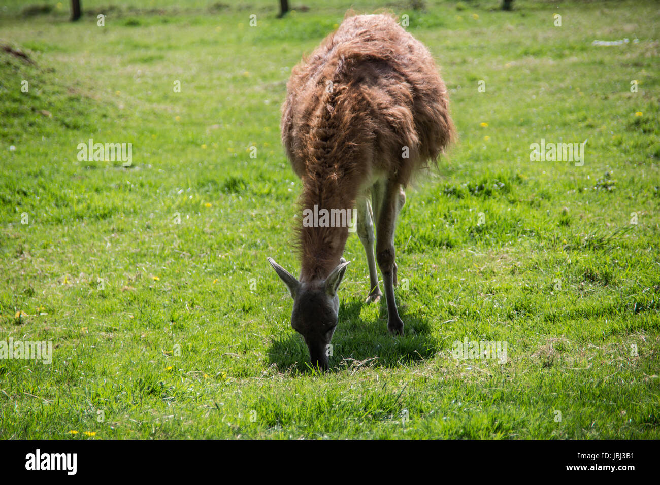 Lama auf Weide Stock Photo