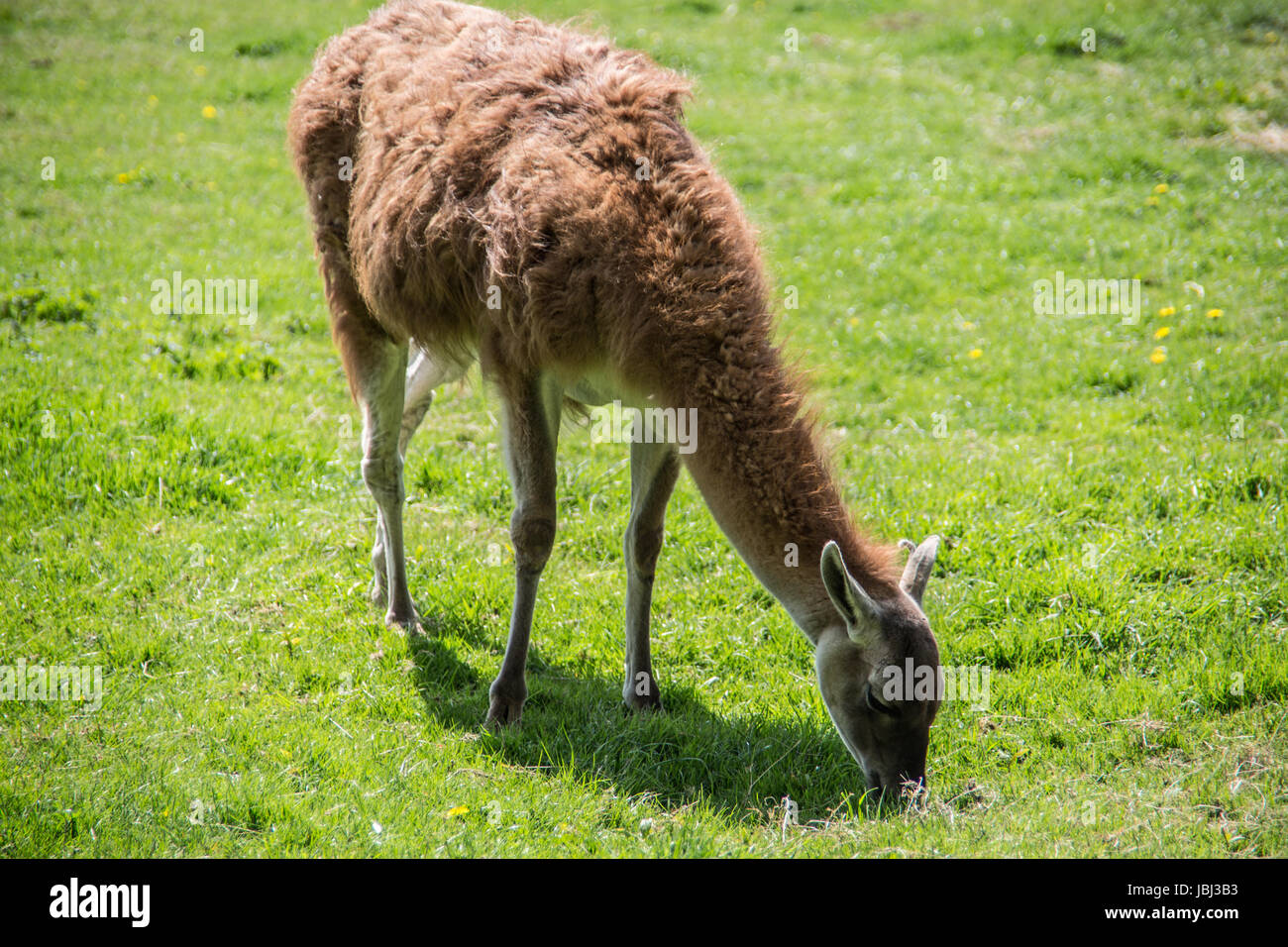 Lama auf Weide Stock Photo