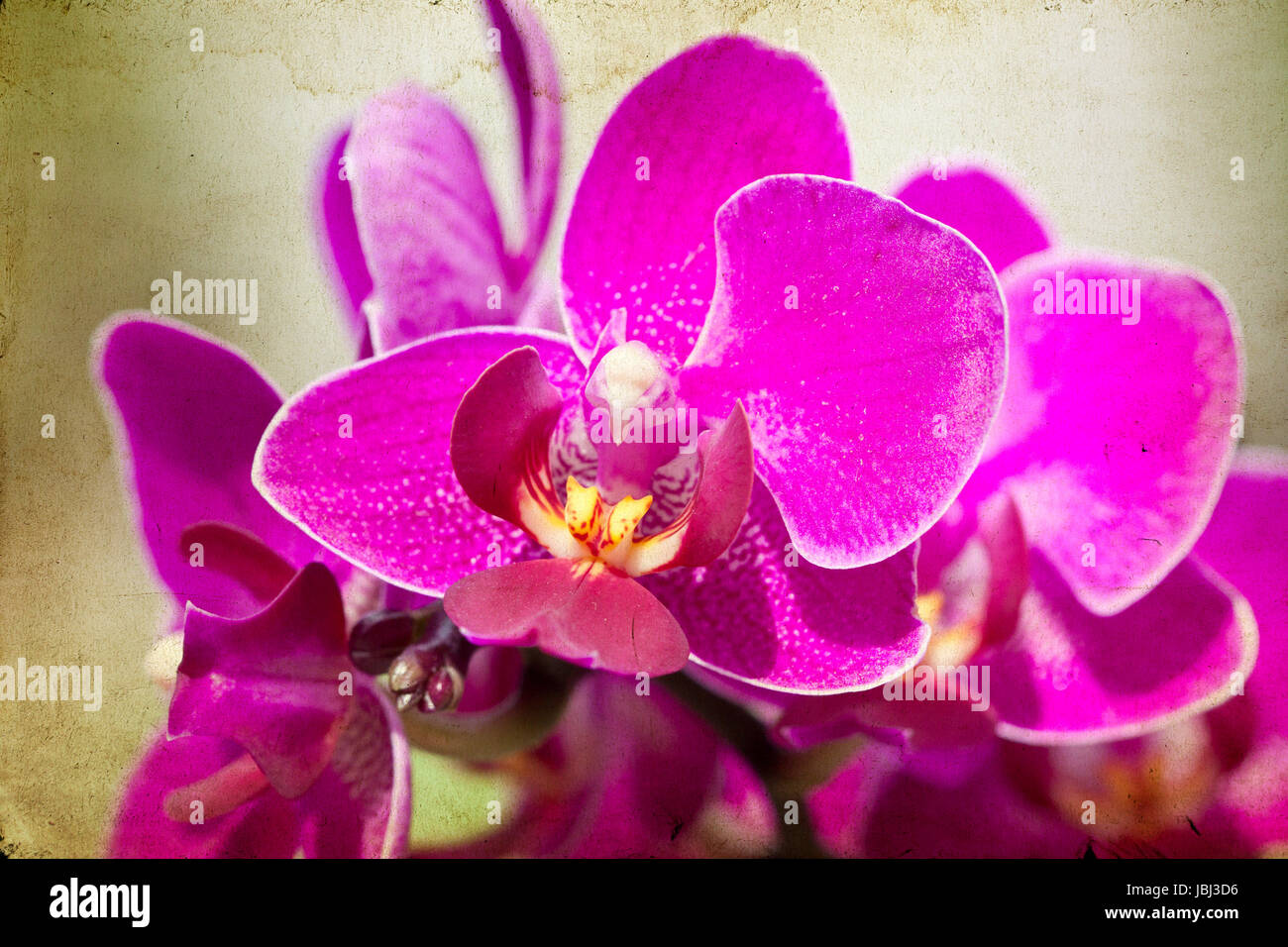Pink orchid on vintage background Stock Photo