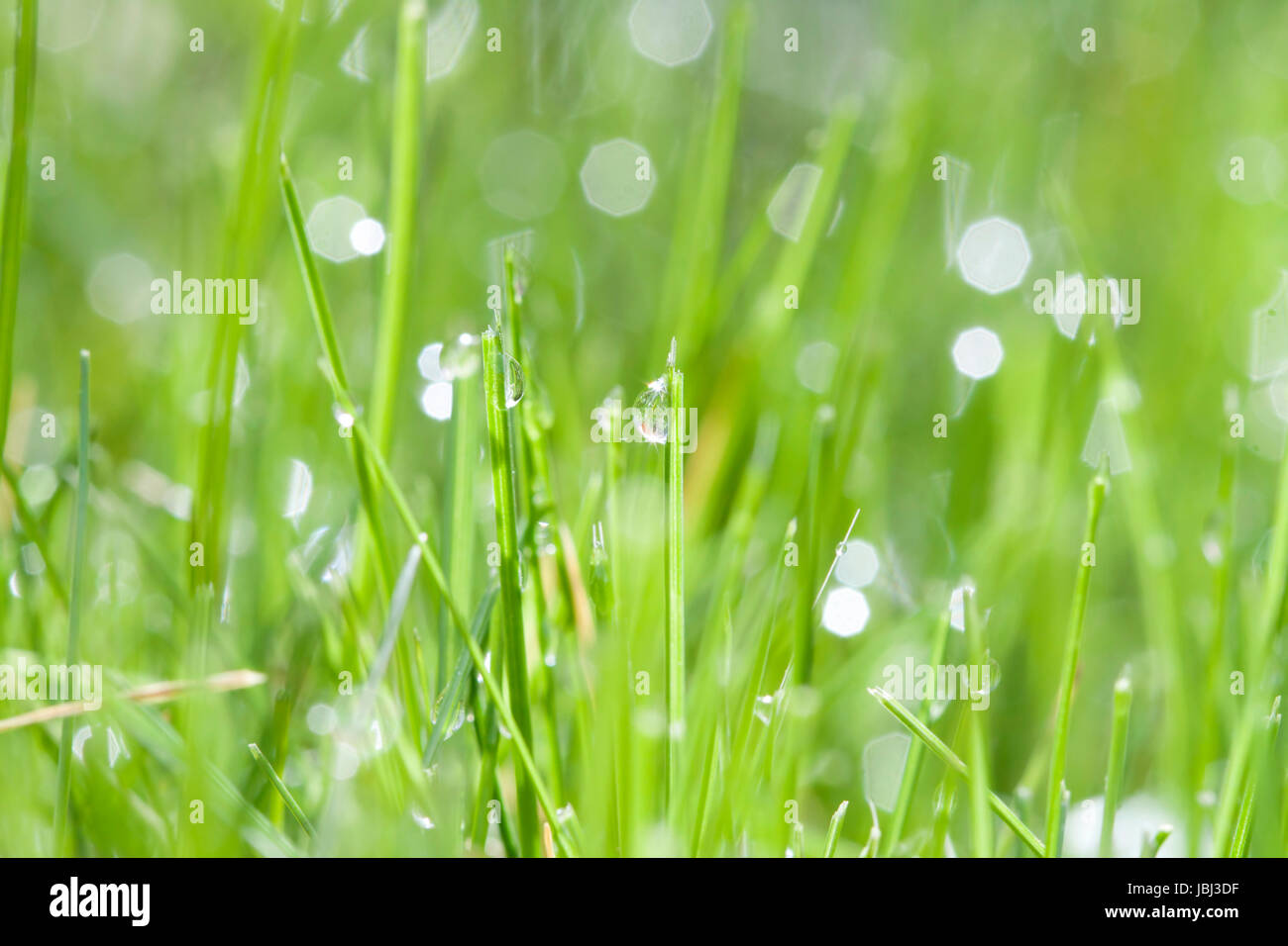 Abstract spring background of green grass with water drops Stock Photo ...