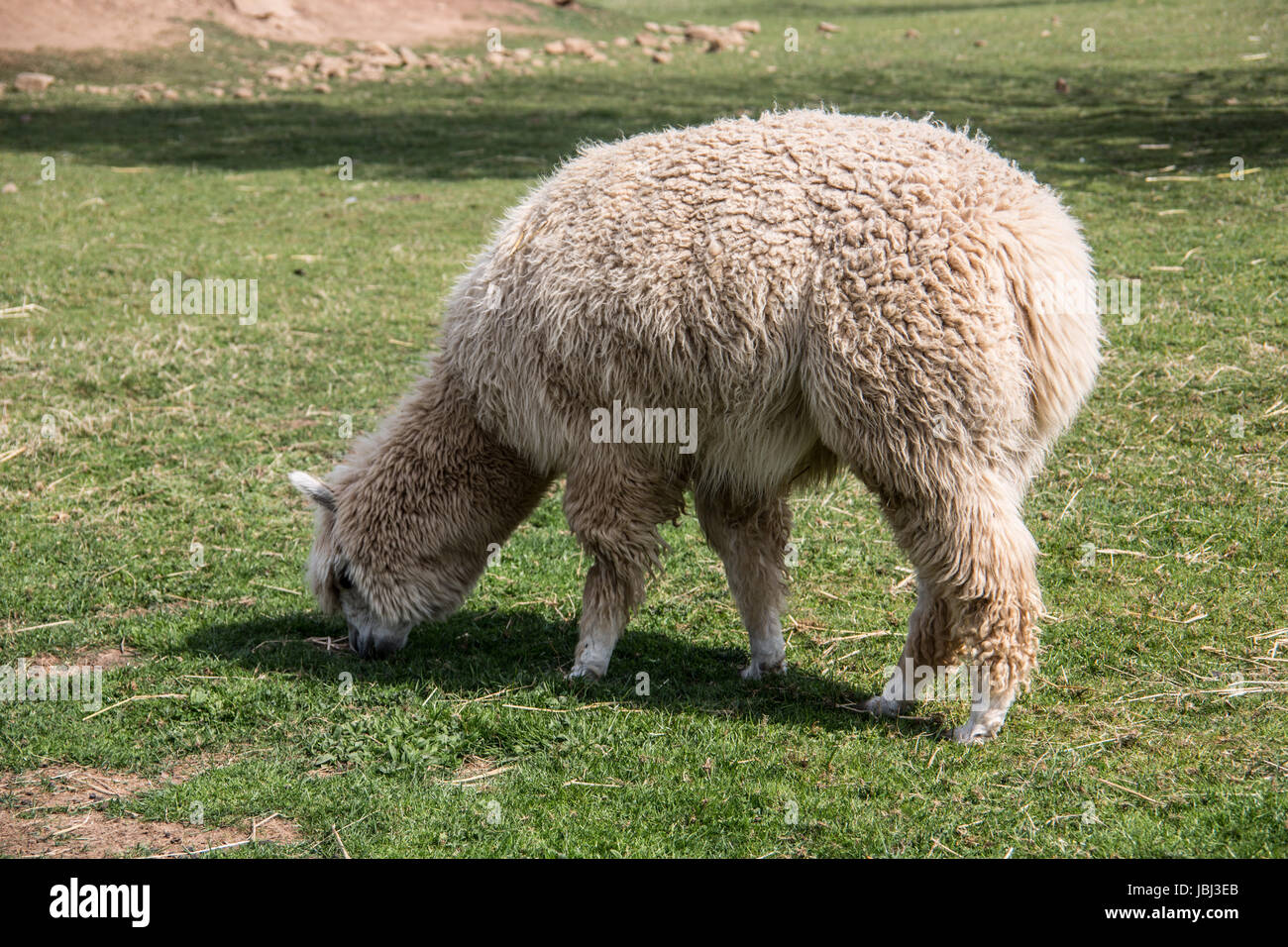 Lamas auf Weide Stock Photo