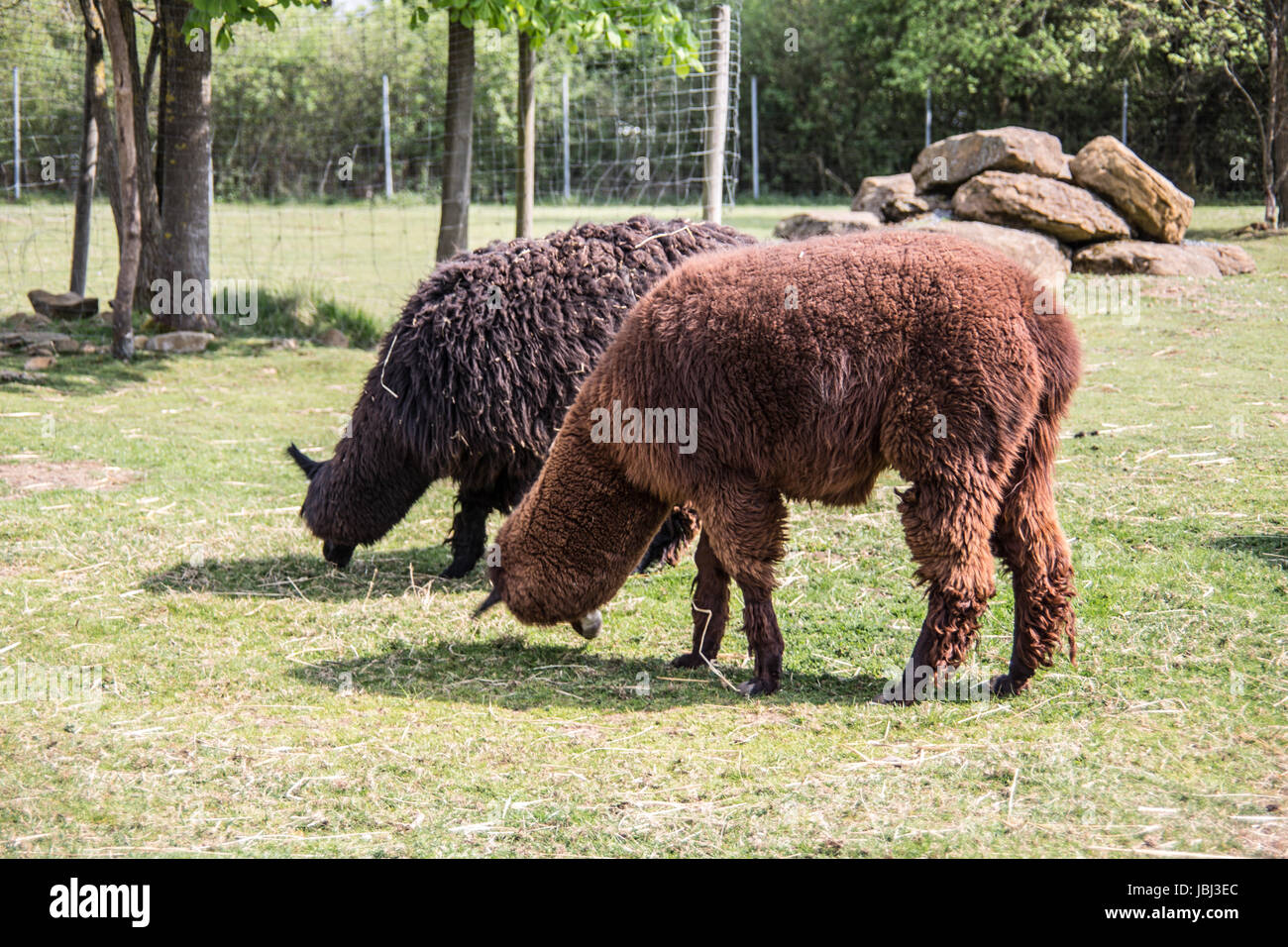 Lamas auf Weide Stock Photo