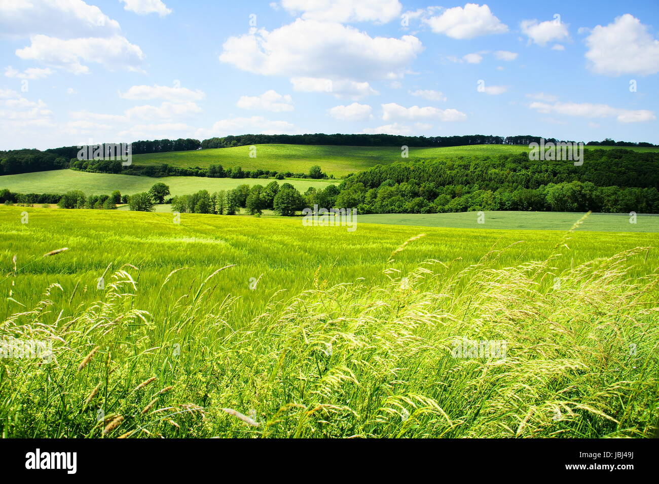 grüne Landschaft im Hunsrück mit Wald und Feldern Stock Photo