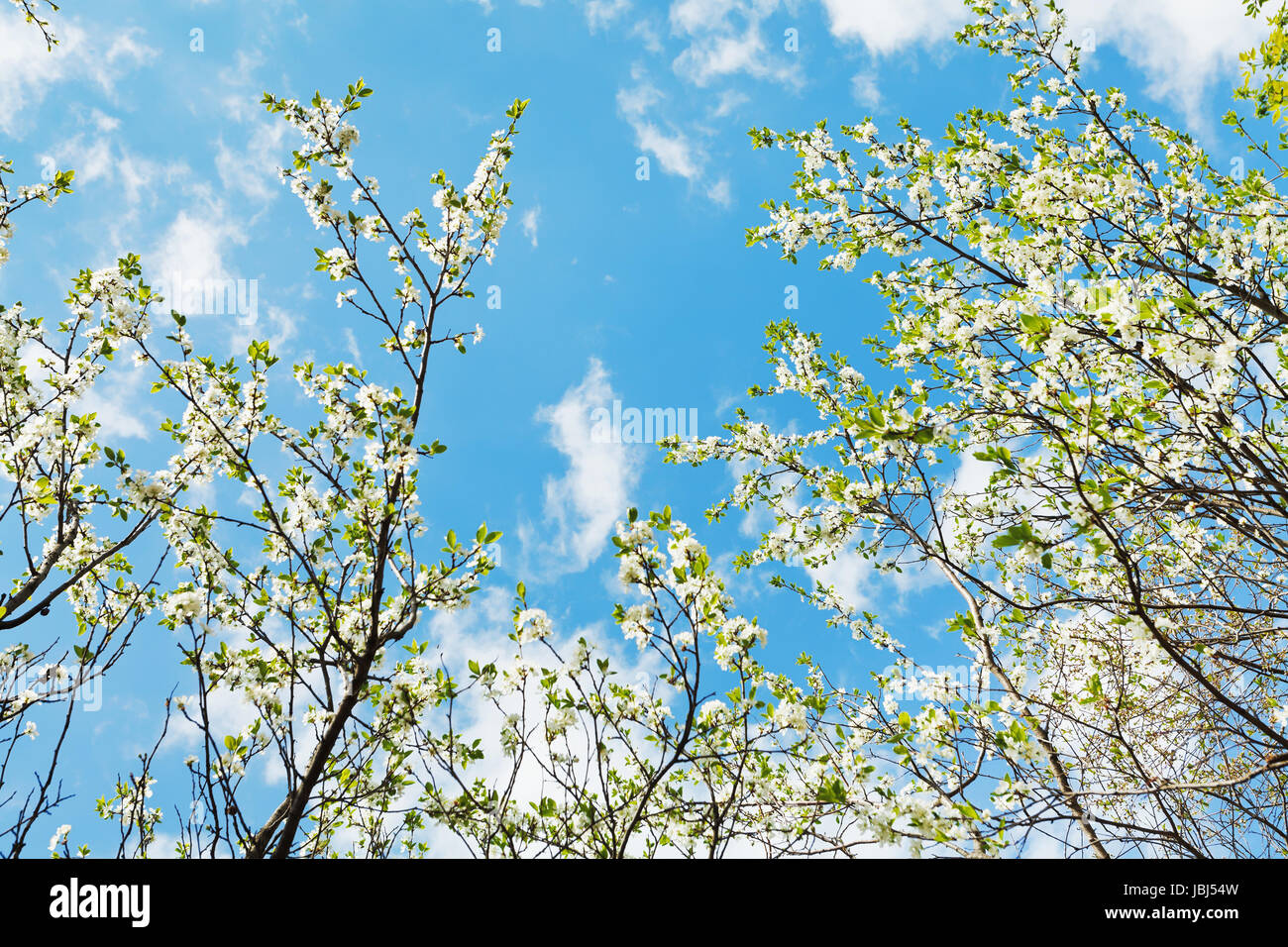 white blooming cherry trees on blue sky background Stock Photo - Alamy