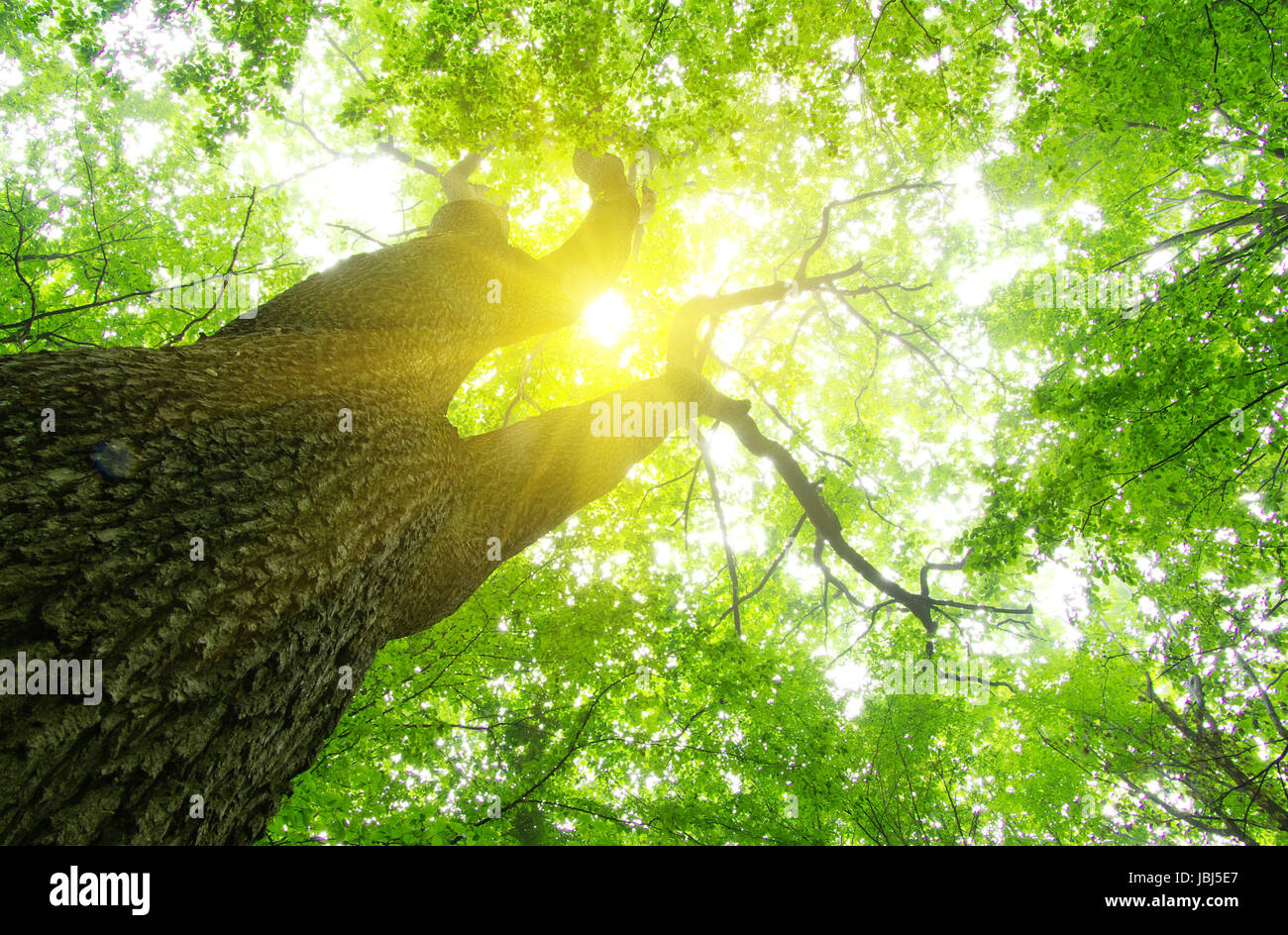 green forest background in a sunny day Stock Photo - Alamy