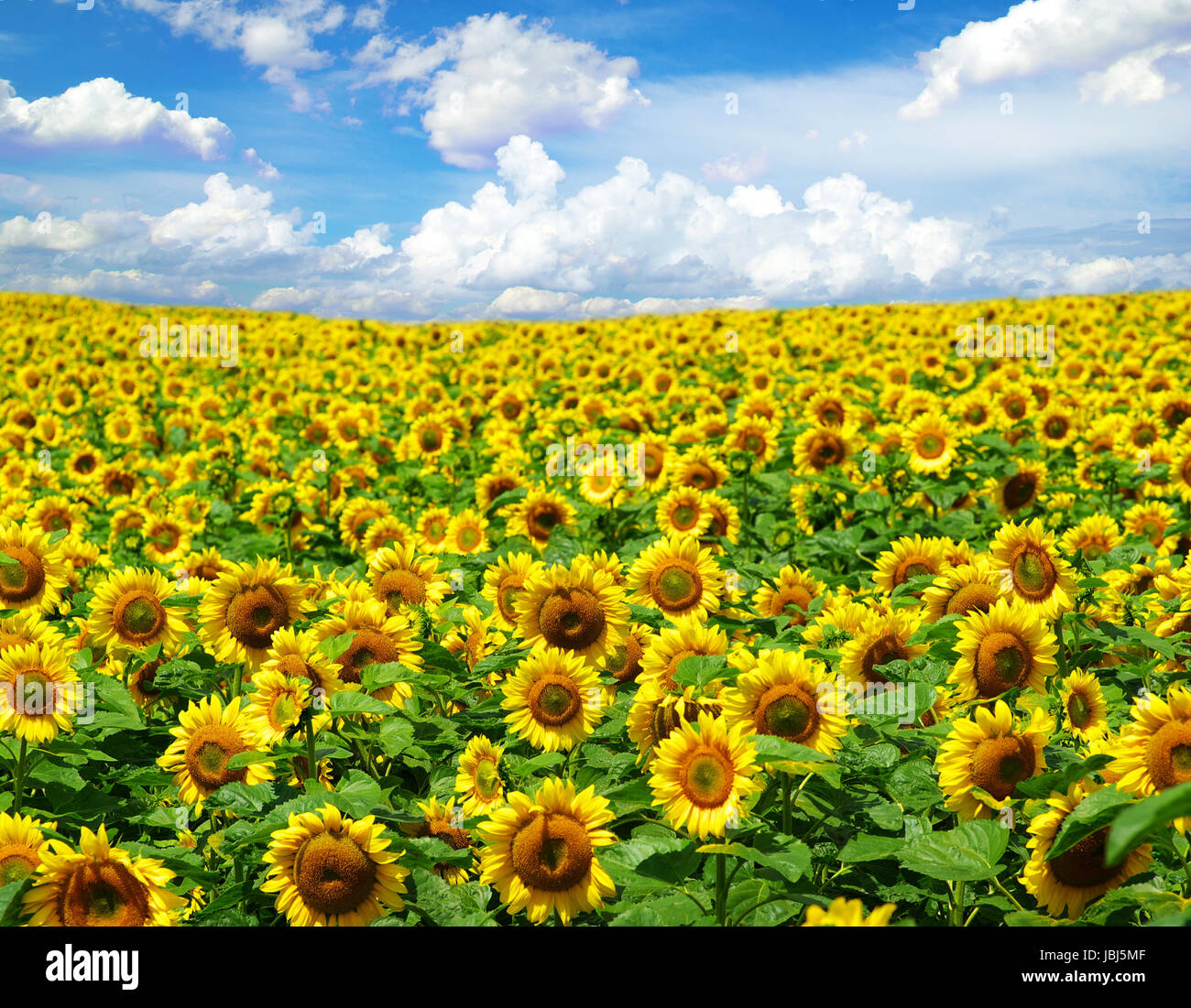 sunflower field over cloudy blue sky Stock Photo - Alamy
