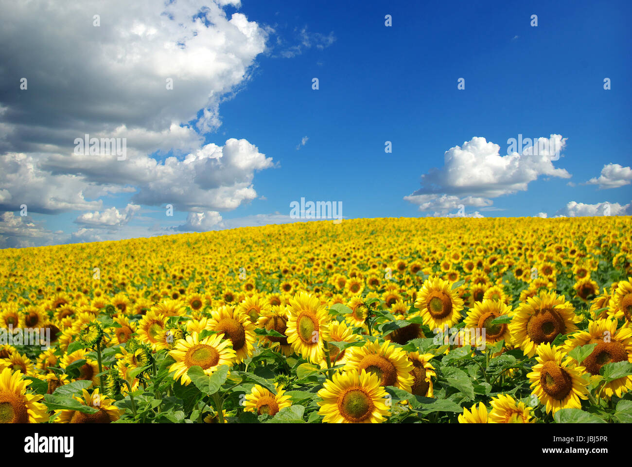 sunflower field over cloudy blue sky Stock Photo - Alamy