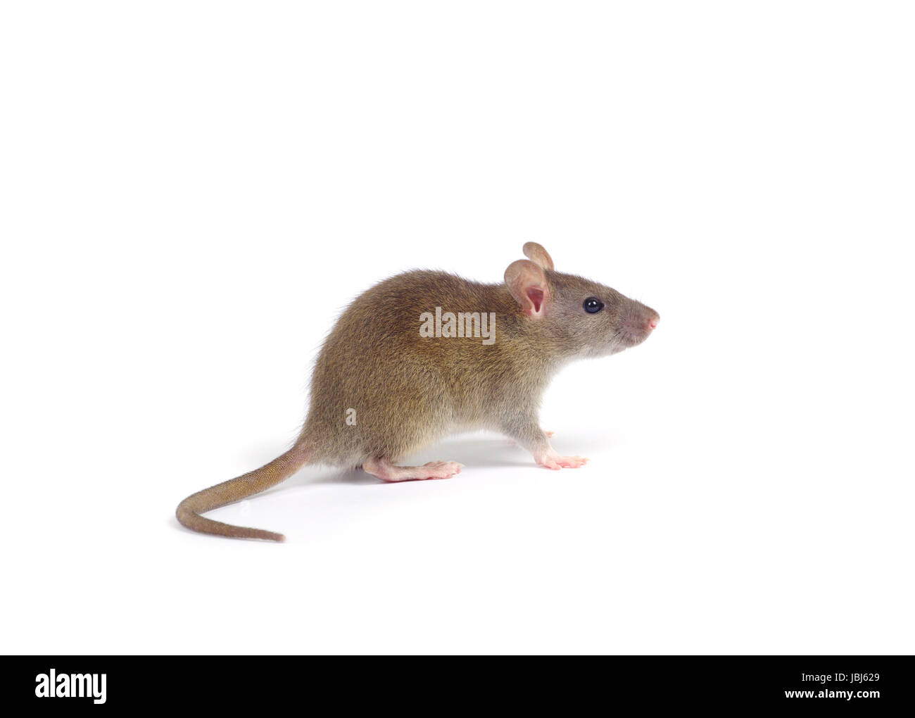 rat isolated on white background Stock Photo - Alamy