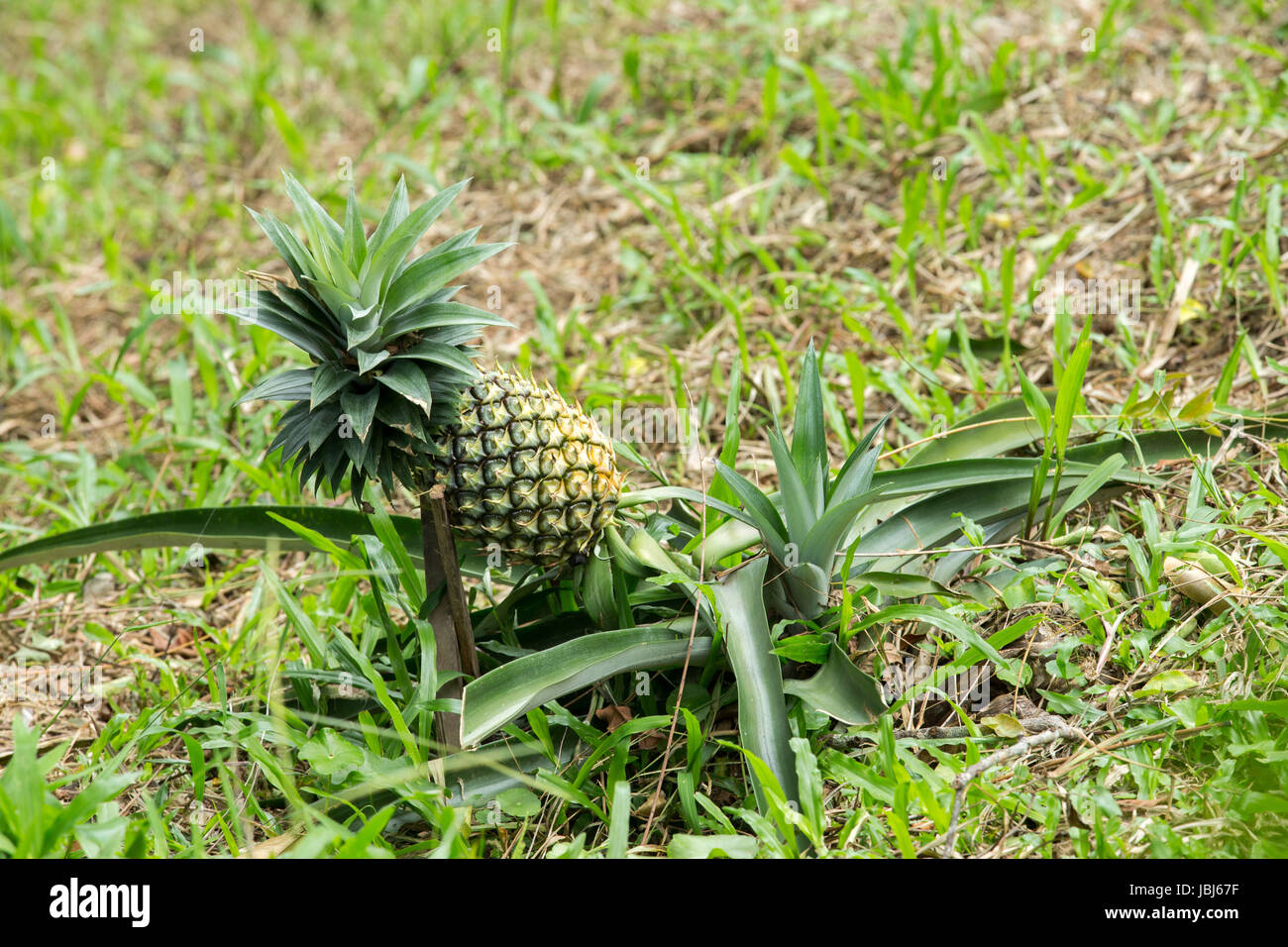 pineapple fruit farm growing nature background Stock Photo Alamy