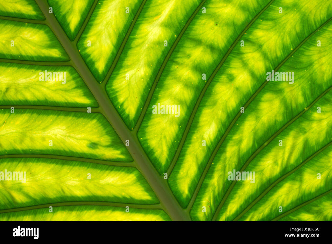 green leaf texture of a plant close up Stock Photo - Alamy