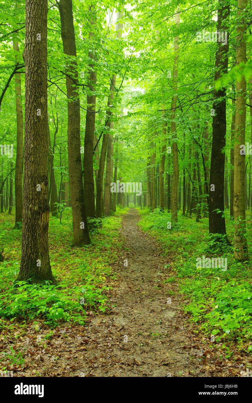 a path is in the green forest Stock Photo - Alamy