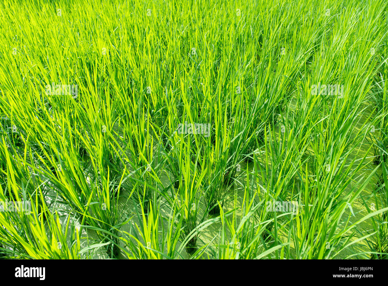 Green rice field background with young rice plants Stock Photo - Alamy