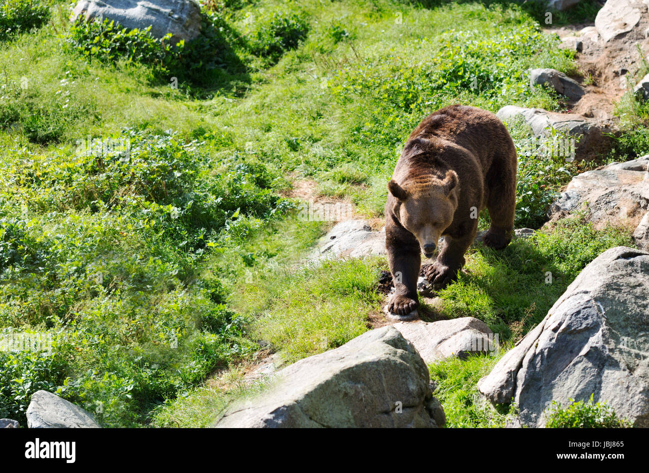 Europena Brown bear walking in the forests of Finalnd Stock Photo