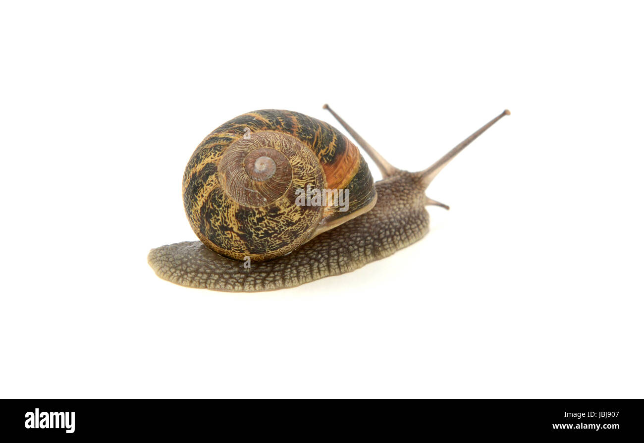 Garden snail crawls away, isolated on a white background Stock Photo
