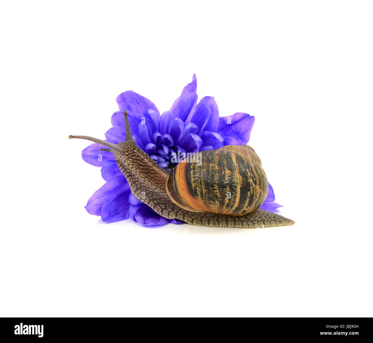 Garden pest, the snail, eats a blue chrysanthemum flower, isolated on a