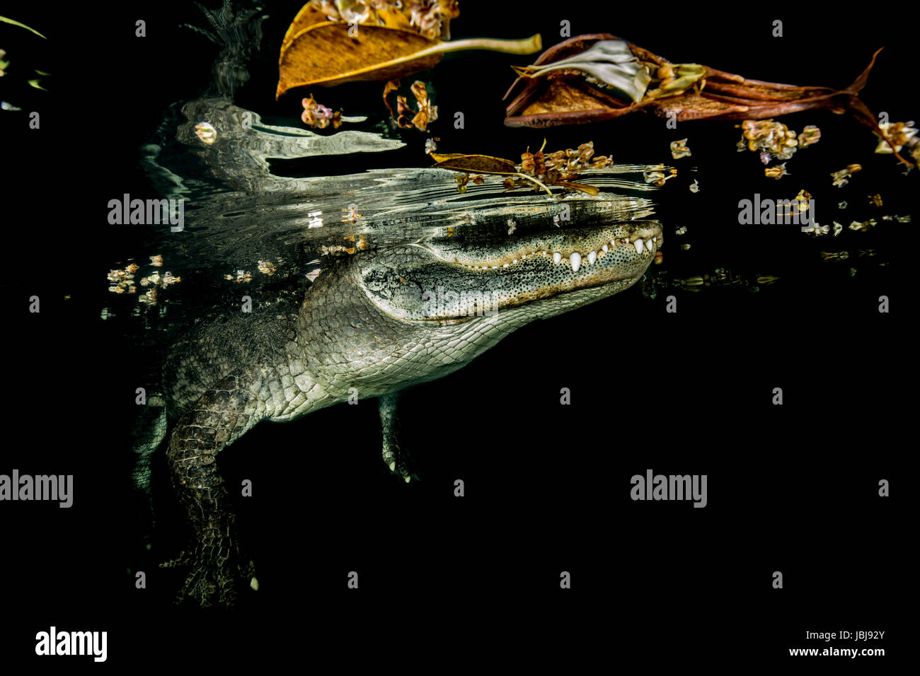 underwater shot of american alligator at night at the waters surface where you can see its reflection on the underside of the waters surface Stock Photo