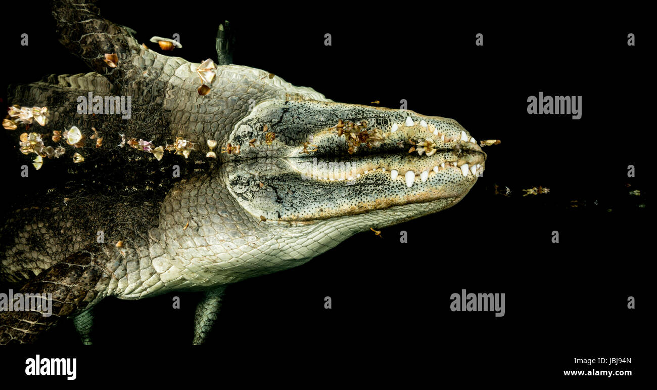 underwater shot of american alligator at night at the waters surface where you can see its reflection on the underside of the waters surface Stock Photo