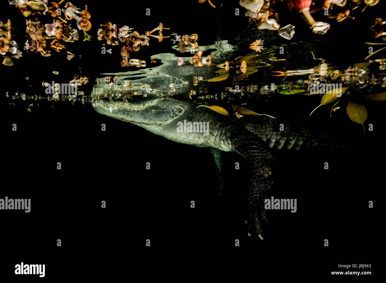 underwater shot of american alligator at night at the waters surface where you can see its reflection on the underside of the waters surface Stock Photo