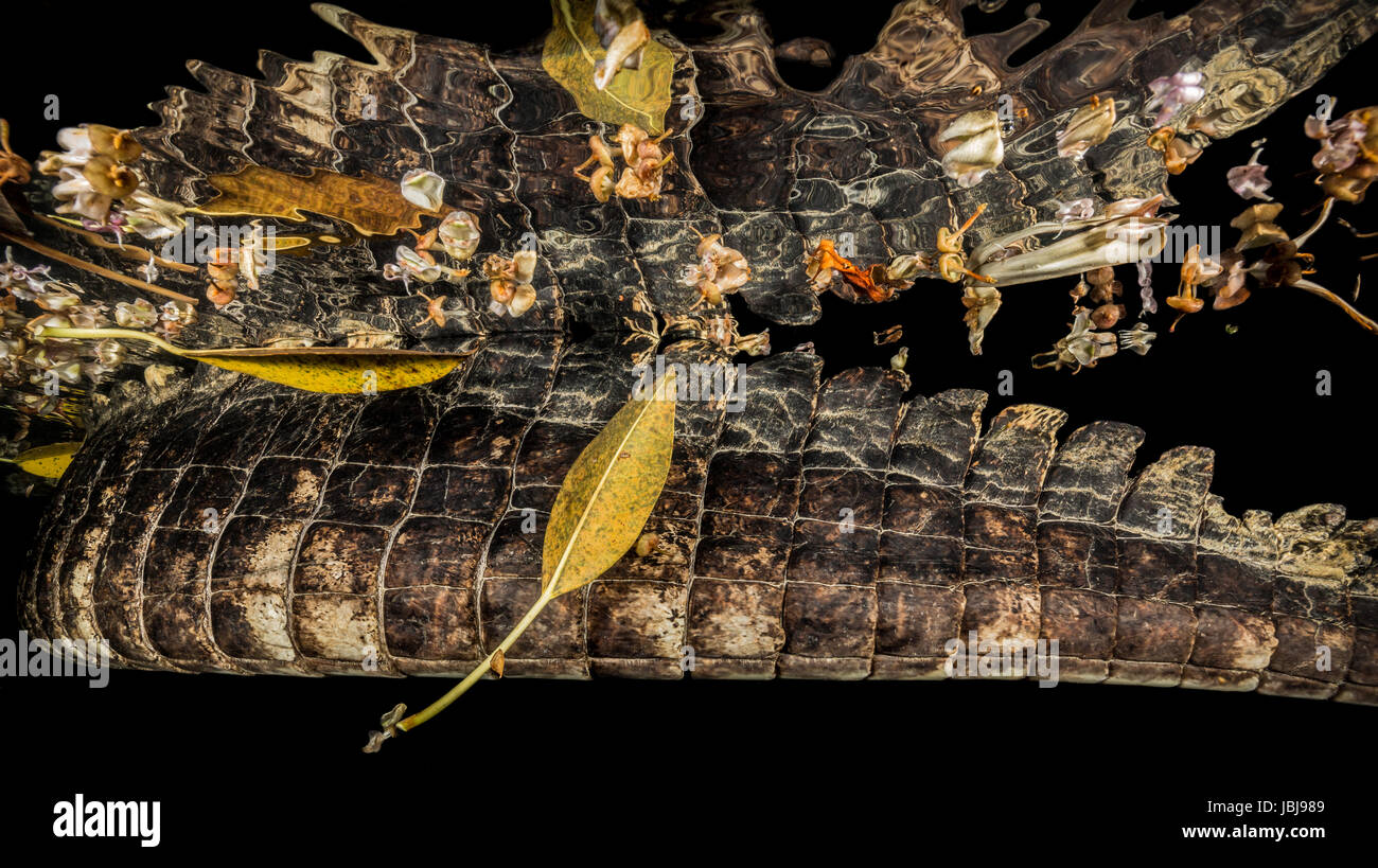 close up of an american alligator tail at night underwater with reflection on the underside of waters surface Stock Photo