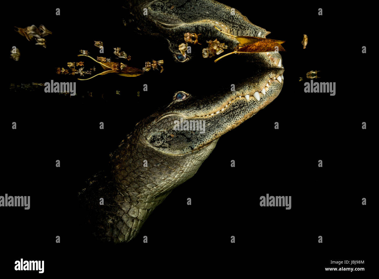 american alligator swimming up to the waters surface at night with its reflection on the underside of the waters surface Stock Photo