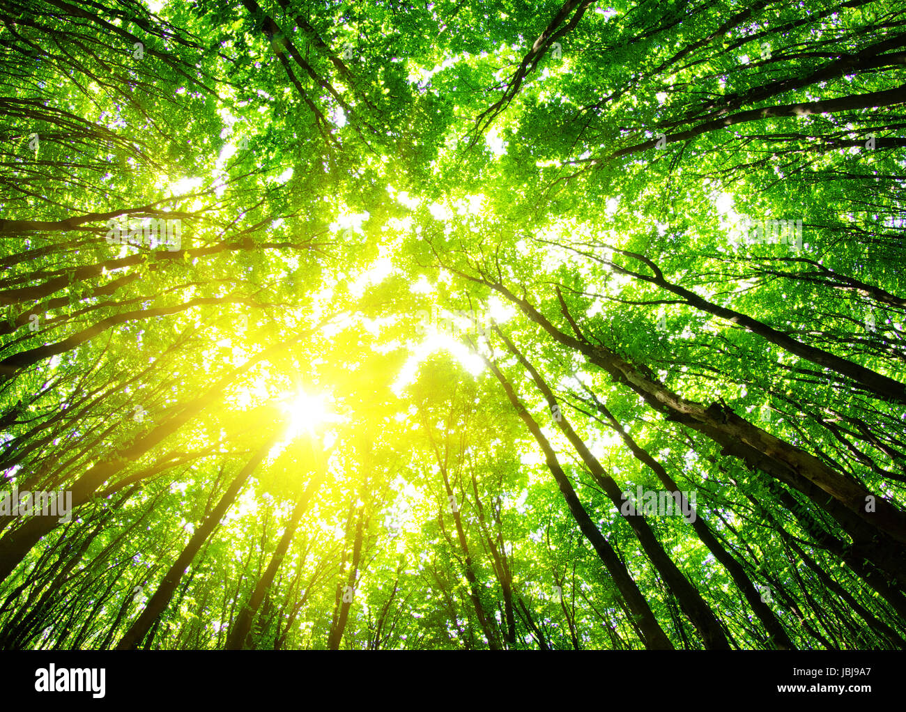 green forest background in a sunny day Stock Photo - Alamy