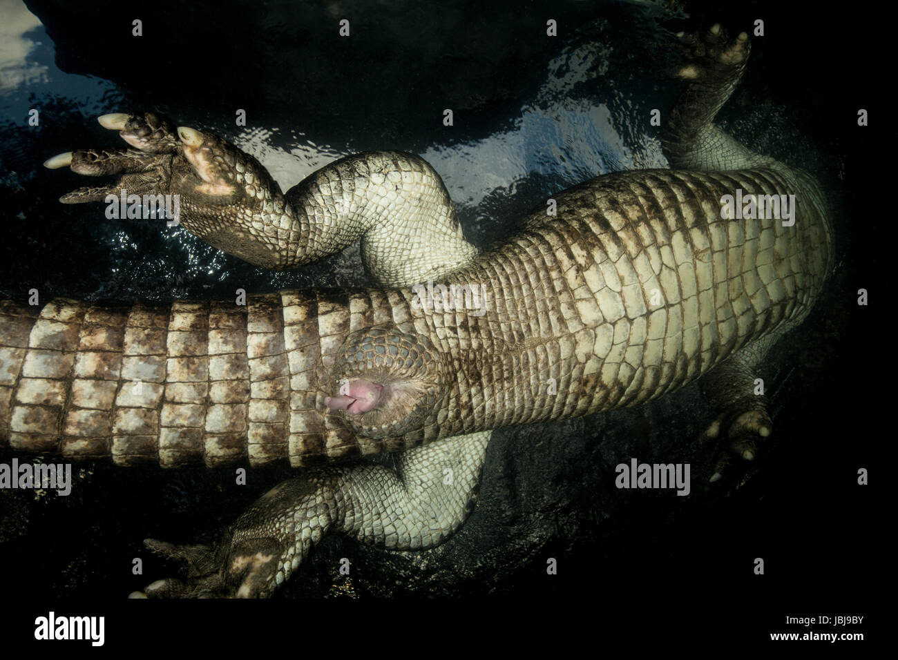 american alligator in the water shot from underneath with its penis about to come out. you can see its tail and back legs Stock Photo