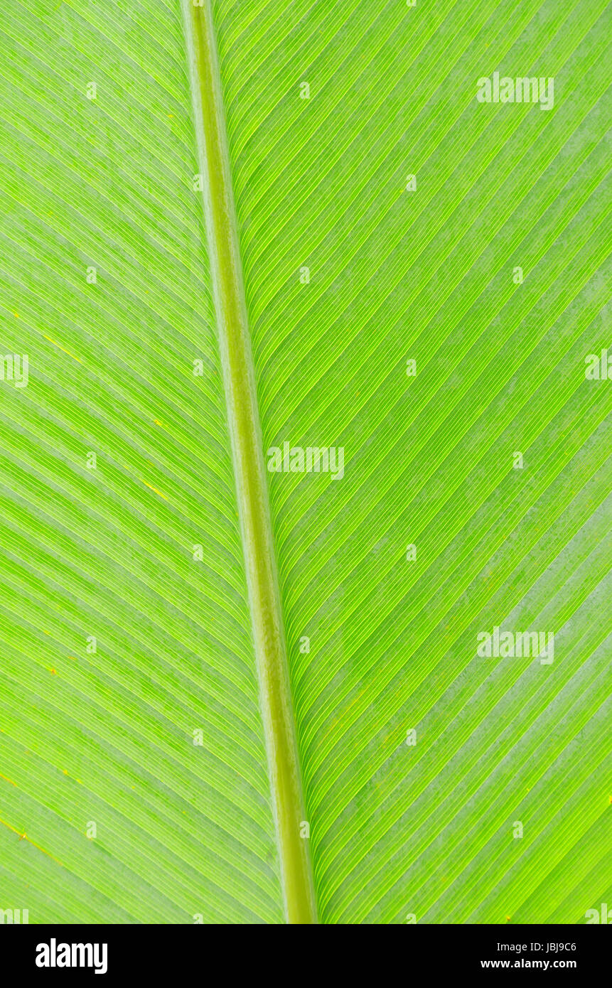 green leaf texture of a plant close up Stock Photo - Alamy