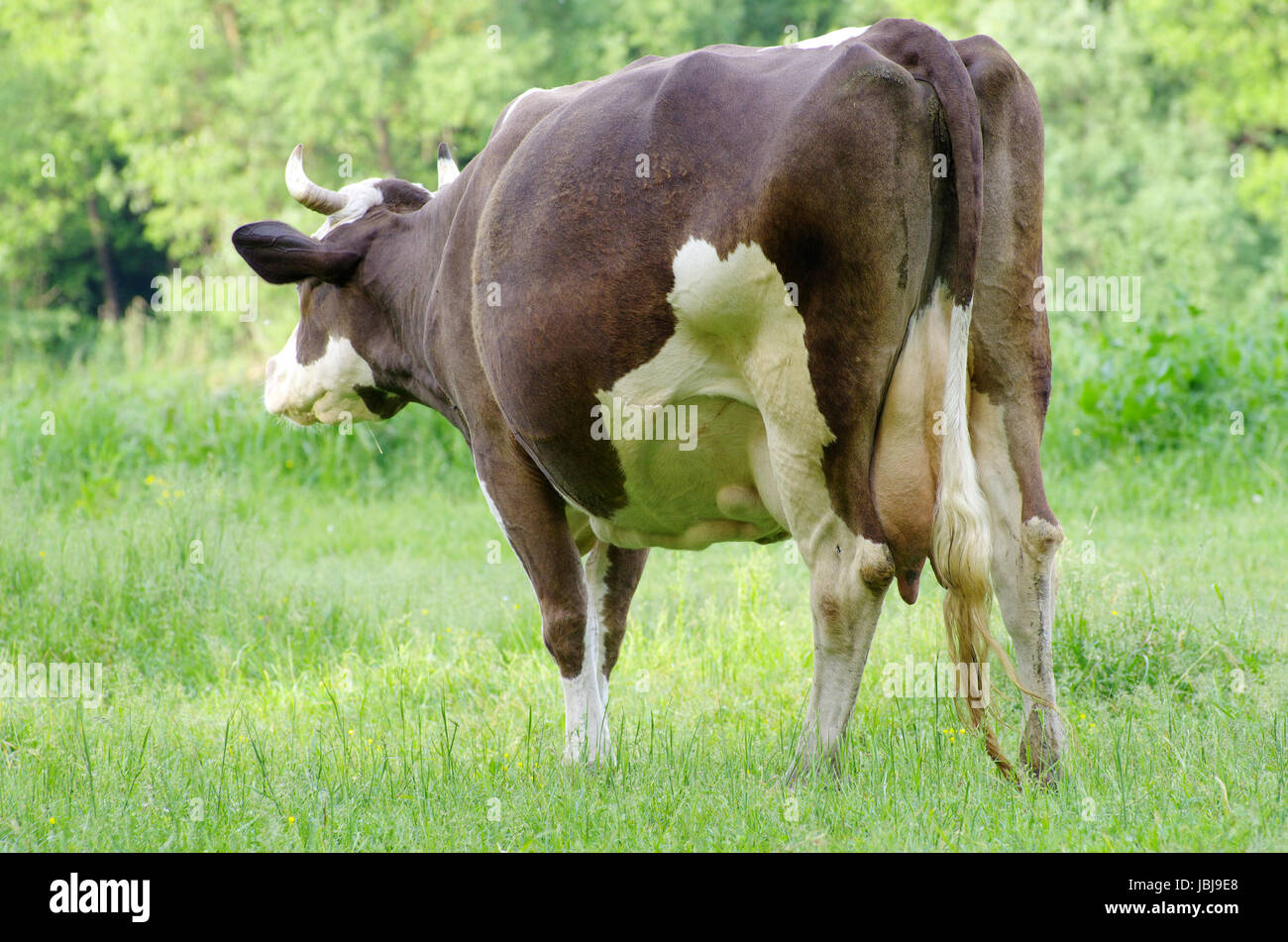 cows on a green meadow Stock Photo - Alamy