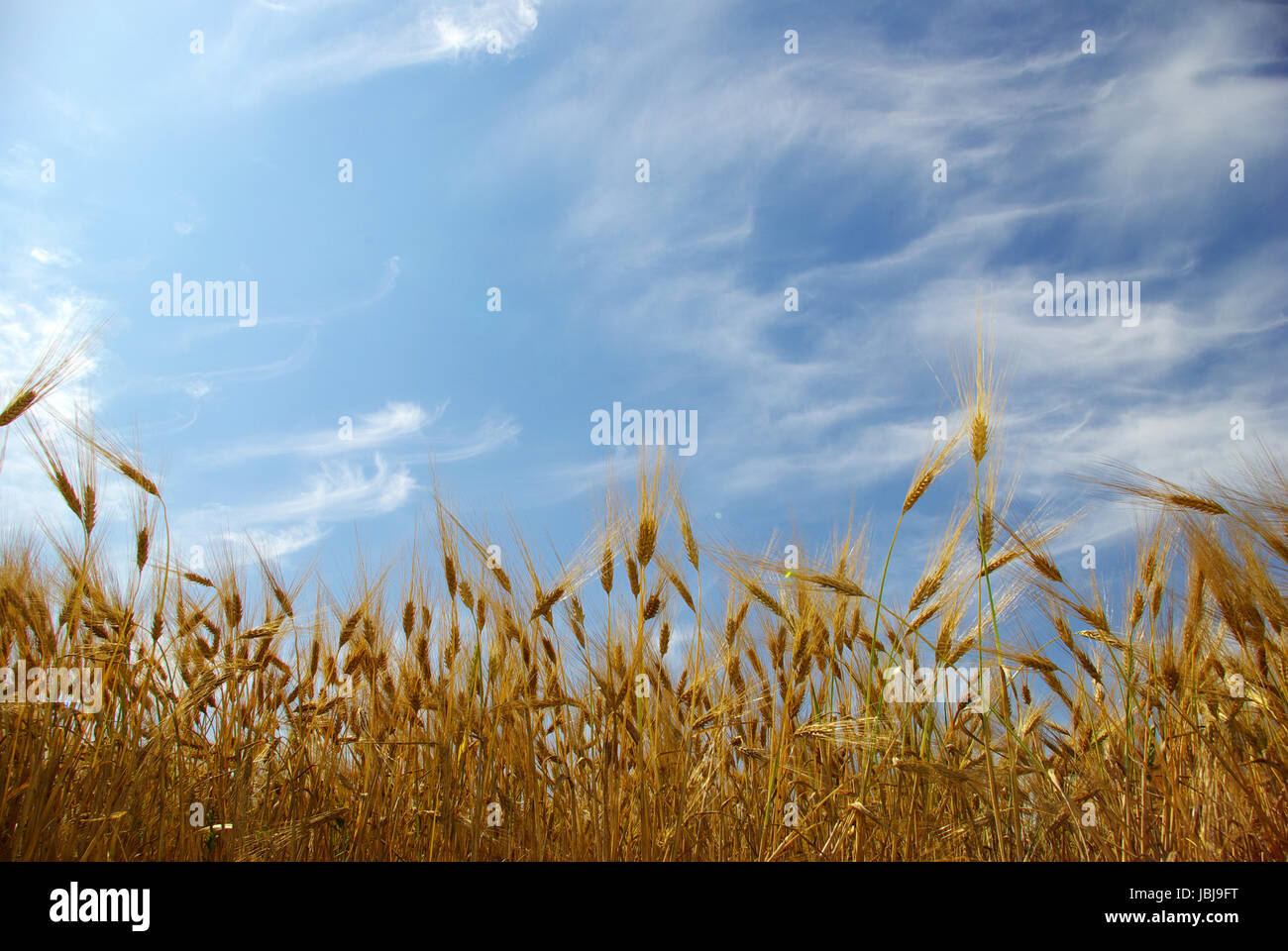 Wheat ears against the blue sky Stock Photo - Alamy