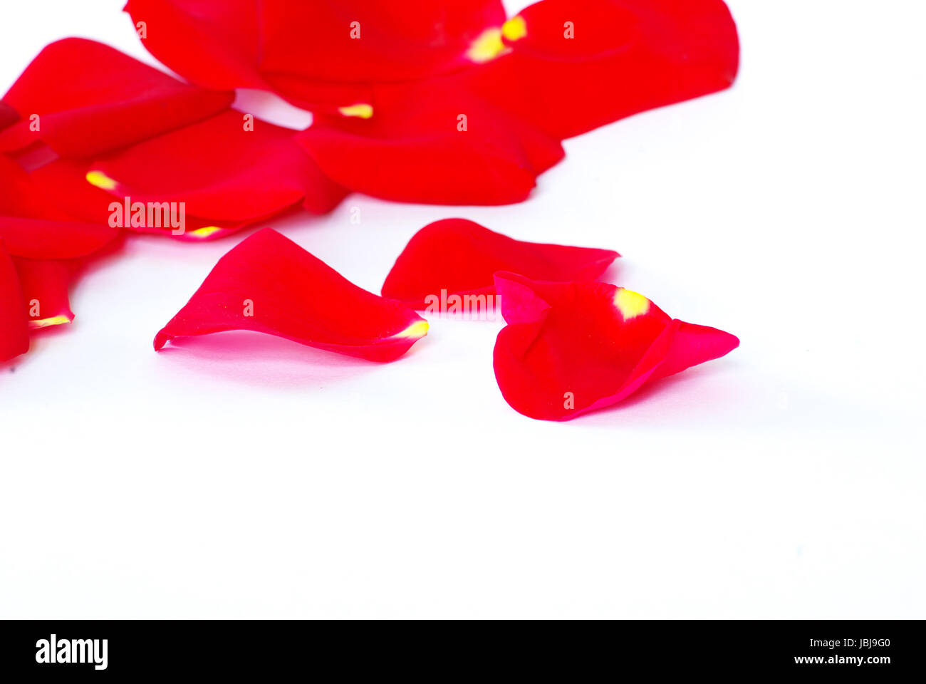 rose petals isolated on a white background Stock Photo - Alamy