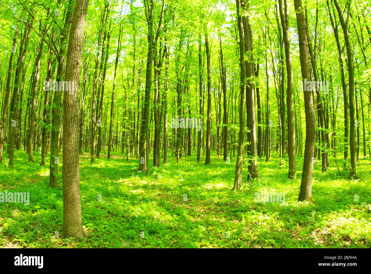 green forest background in a sunny day Stock Photo - Alamy