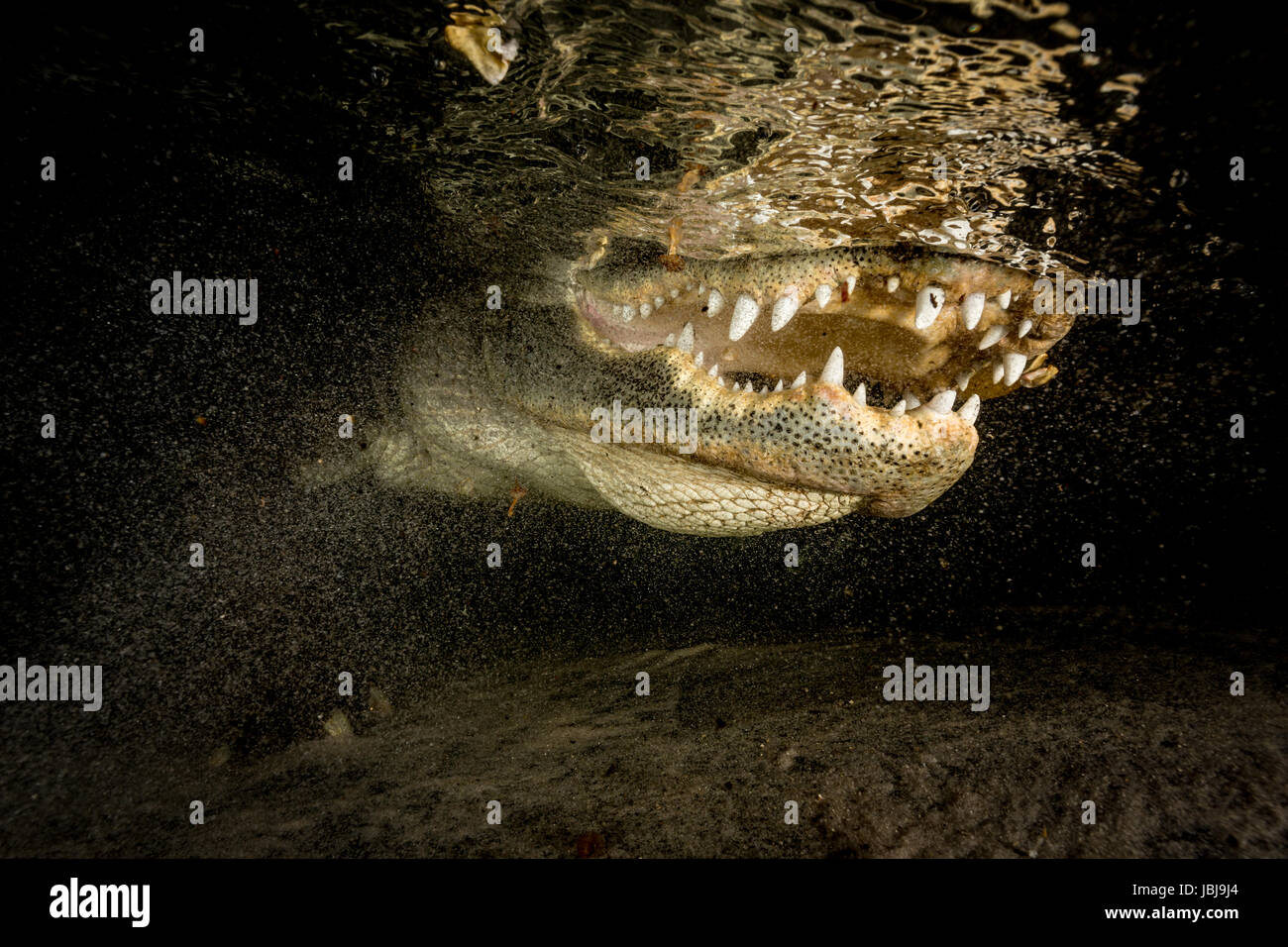 american alligator with its mouth open just under the surface in shallow water, you can see its reflection on the underside of waters surface Stock Photo